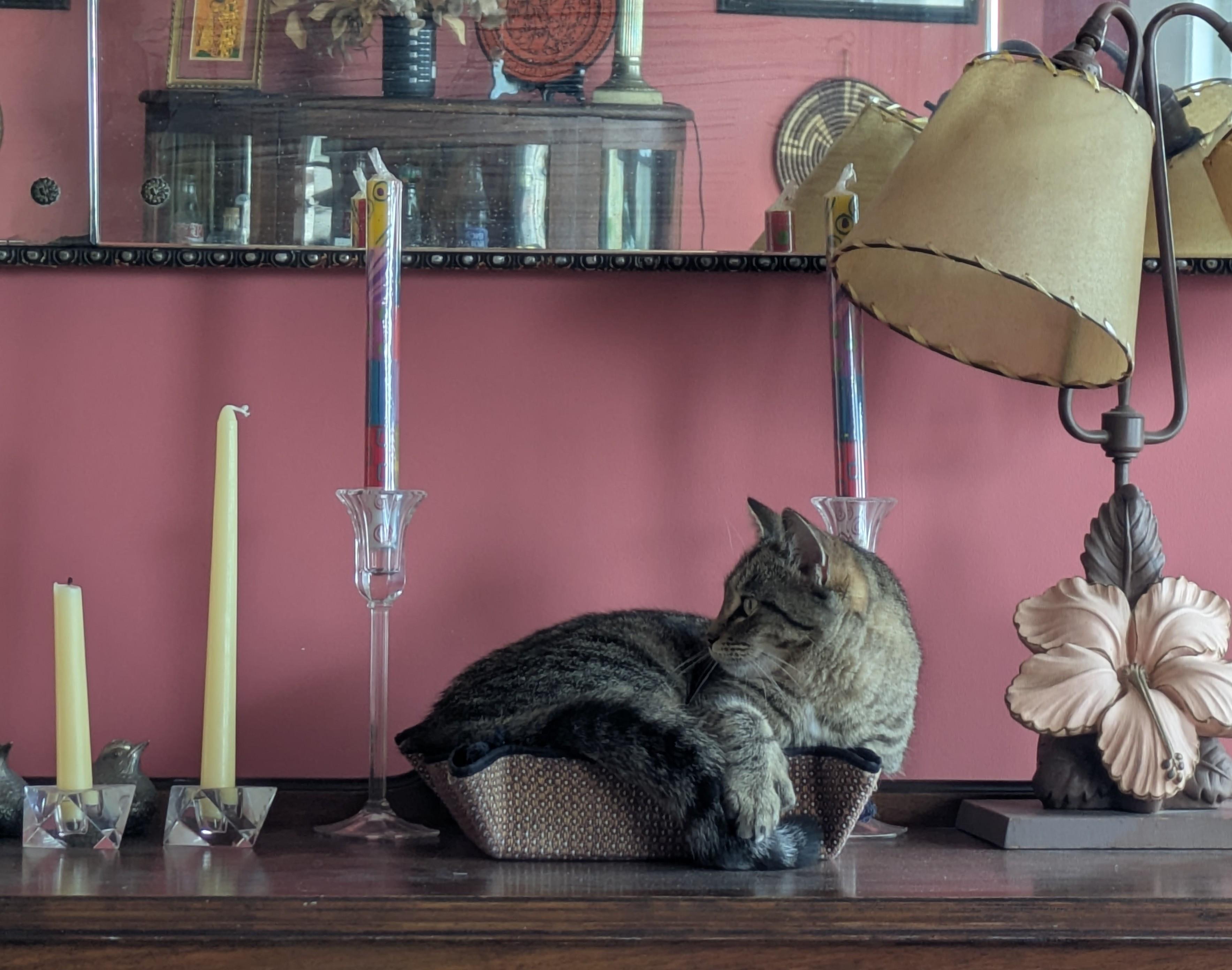 Enlarge Princess, a Adoptable Domestic Short Hair in Melrose, MA image 6/6