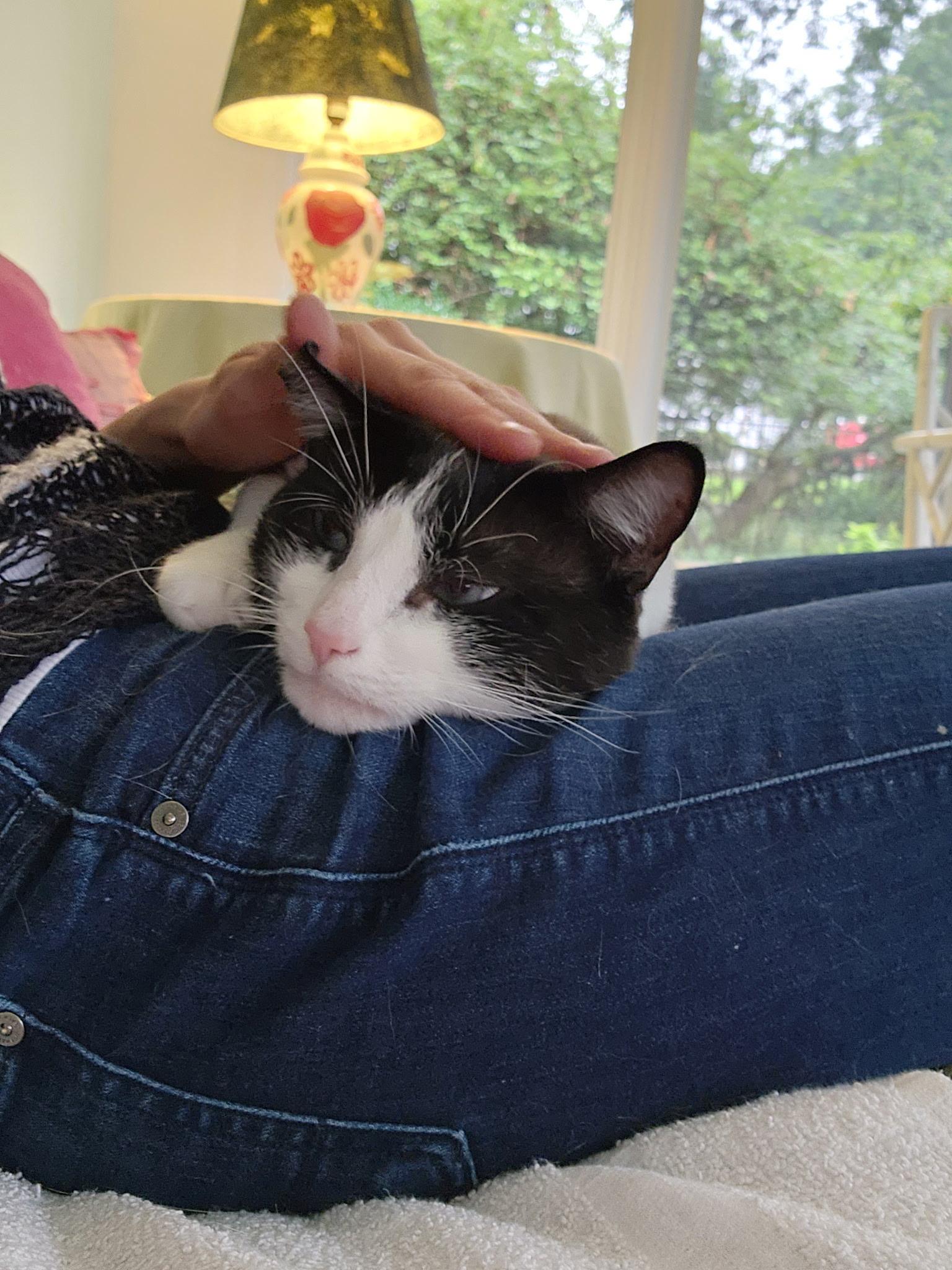 Tonka, ADOPTABLE, Adult Male Snowshoe.