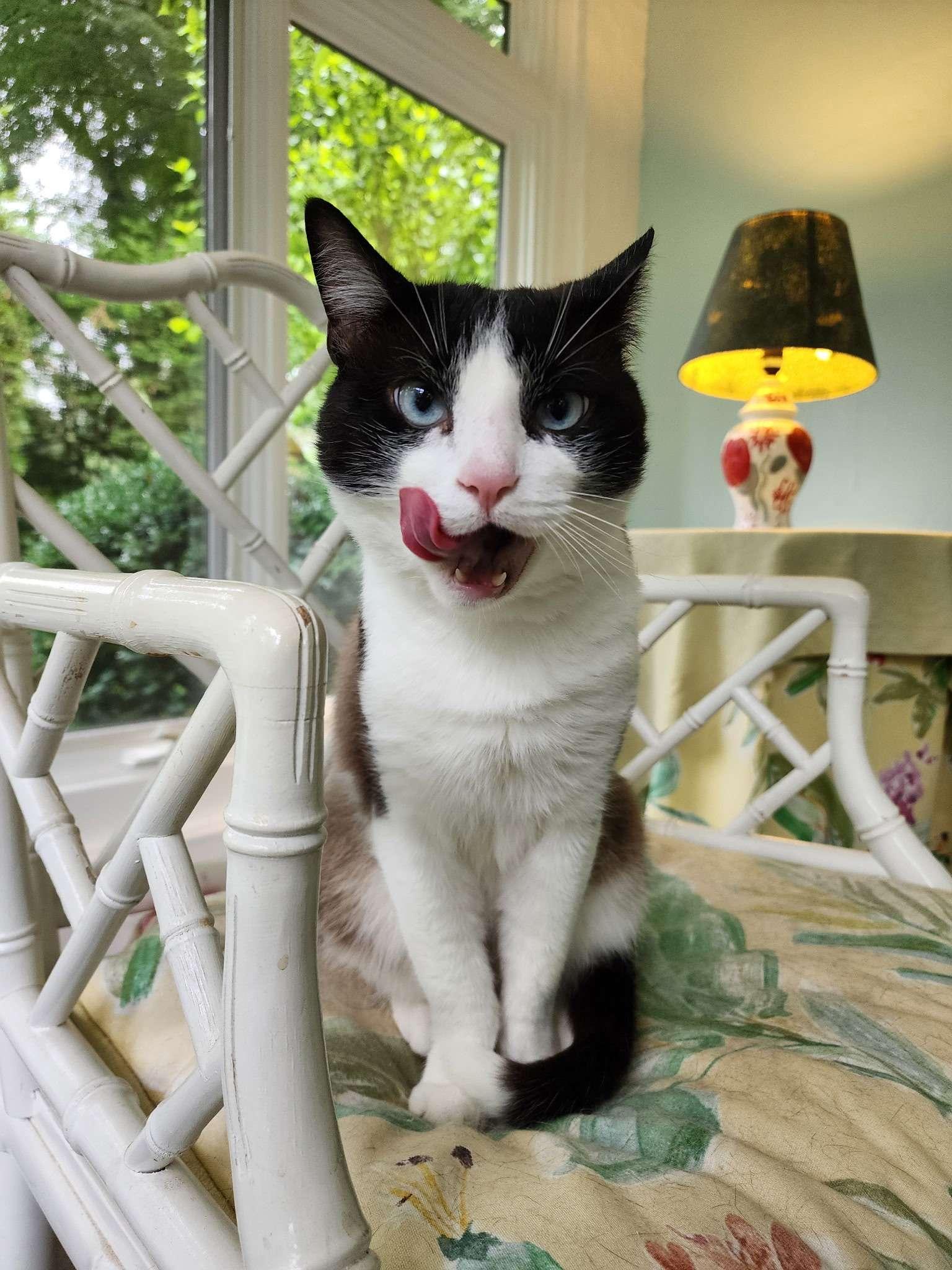 Tonka, ADOPTABLE, Adult Male Domestic Short Hair.