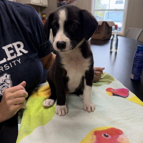 Yaya, Adoptable, Puppy Female Mixed Breed & Mixed Breed.