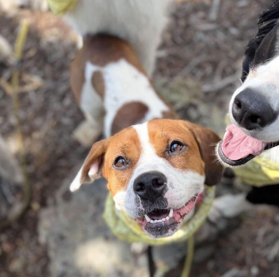 Clementine, Adoptable, Young Female Pit Bull Terrier & Pit Bull Terrier.
