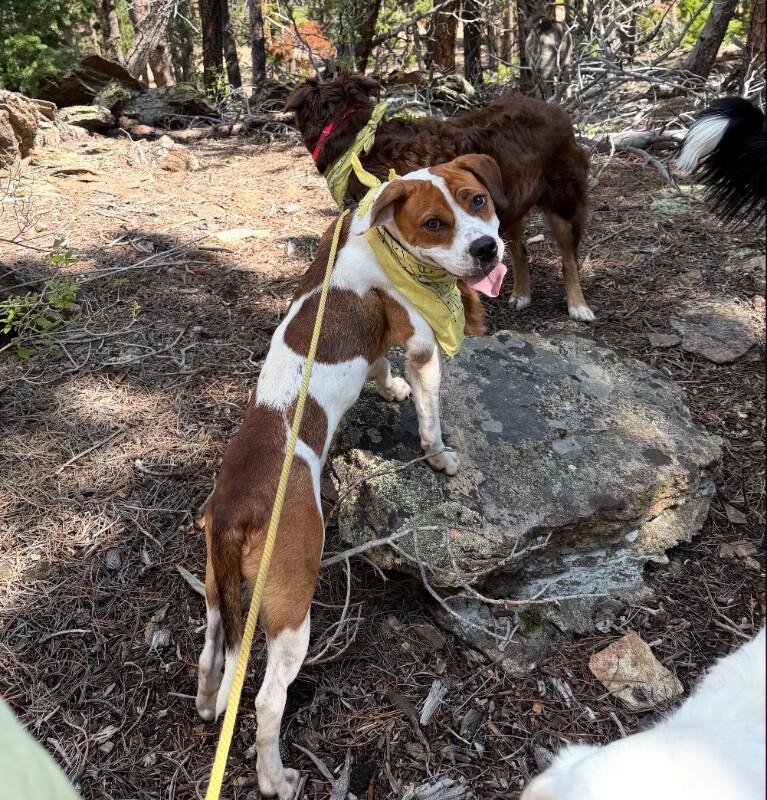 Clementine, a Adoptable mixed breed in Boulder, CO image 2/4