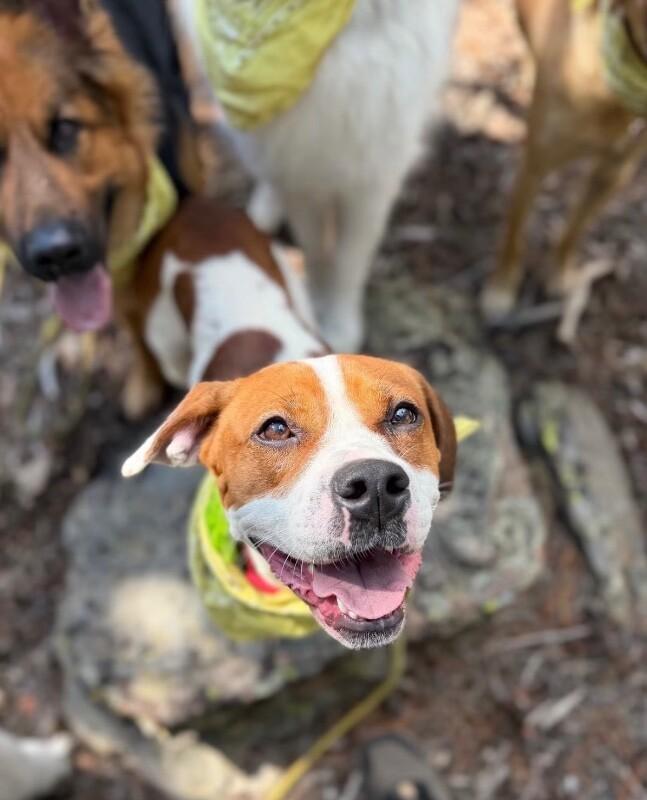 Clementine, a Adoptable mixed breed in Boulder, CO image 3/4