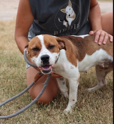 Clementine, a Adoptable mixed breed in Boulder, CO image 4/4