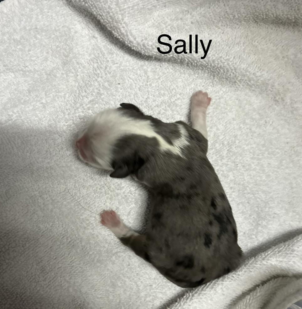 Sally (Peanuts)/Ziggy, Adopted, Young Female Australian Shepherd.