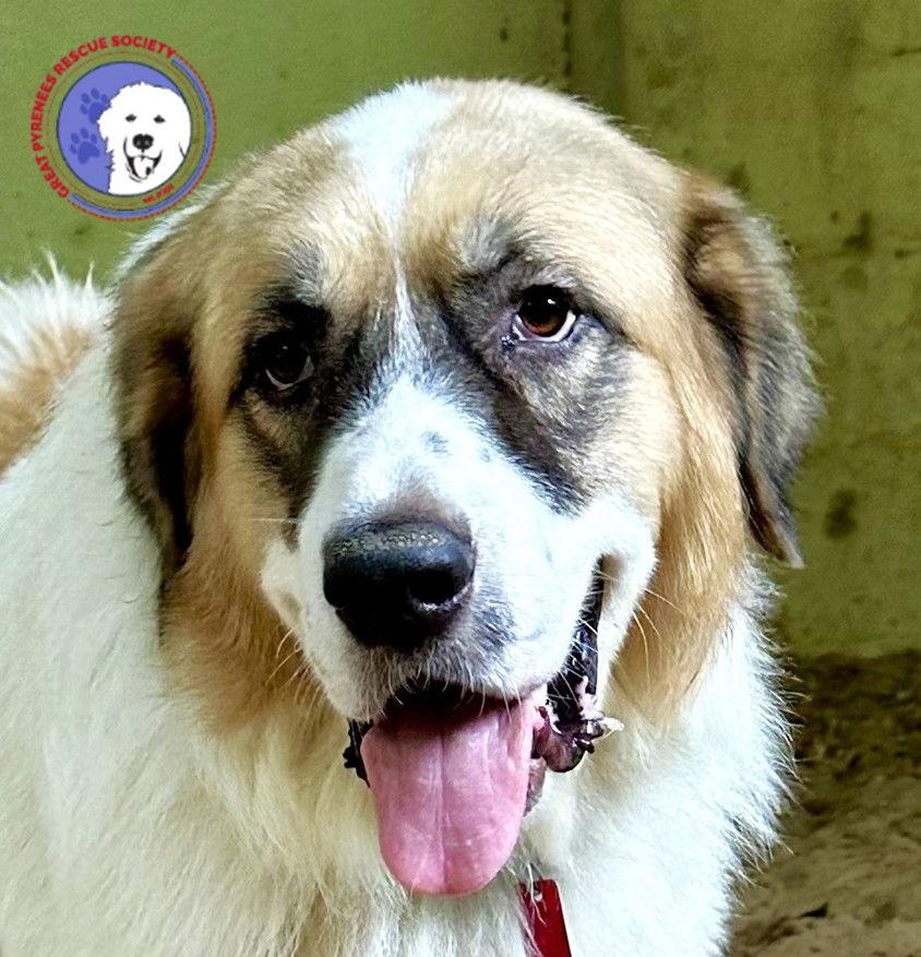 Aquilla, Adoptable, Adult Male Great Pyrenees.