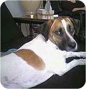 Nessie, Adopted, Adult Female Beagle & Pug.