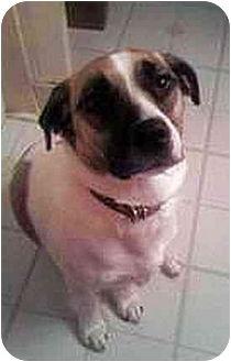 Nessie, a Adopted mixed breed in Powell, OH image 2/2