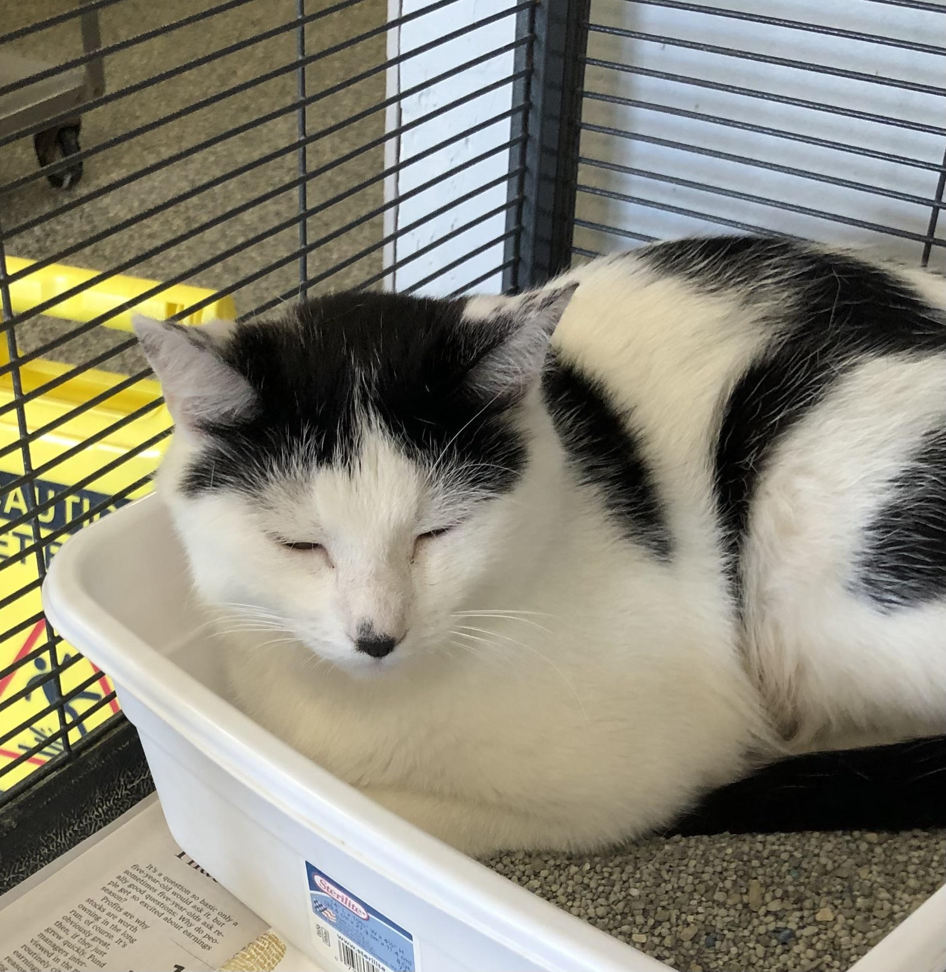 Mama, Adoptable, Young Female Domestic Short Hair.