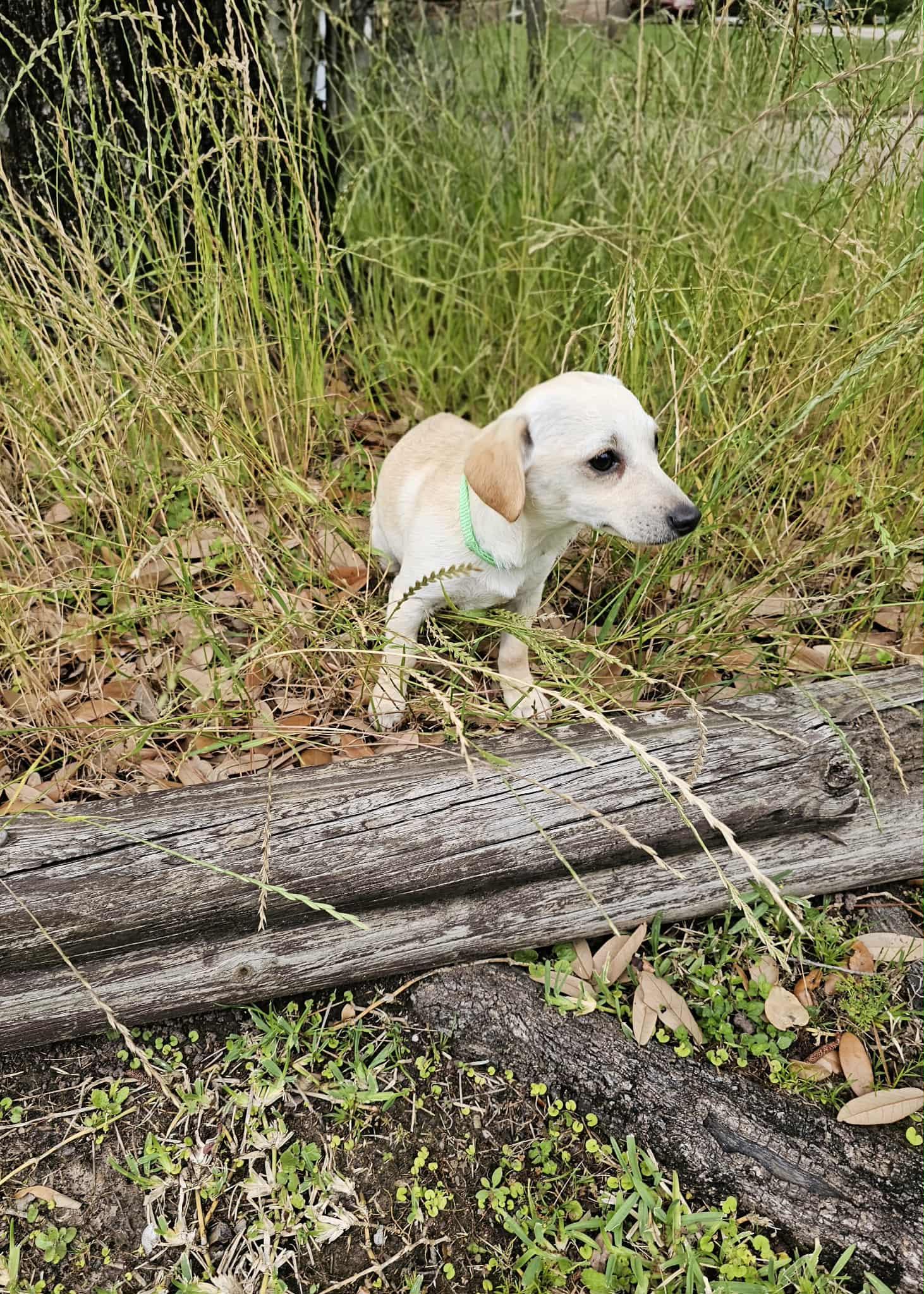 Minnie, Adoptable, Puppy Female Dachshund & Chihuahua.