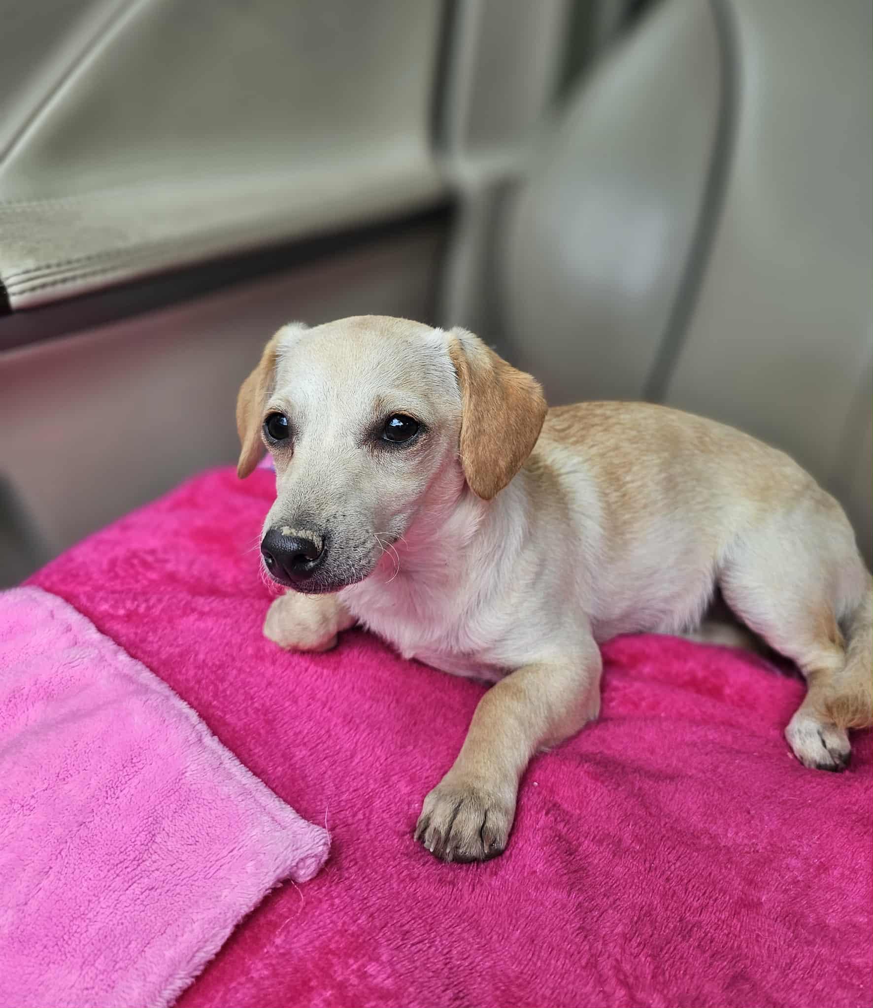 Minnie, a Adoptable mixed breed in COVINGTON, WA image 2/6