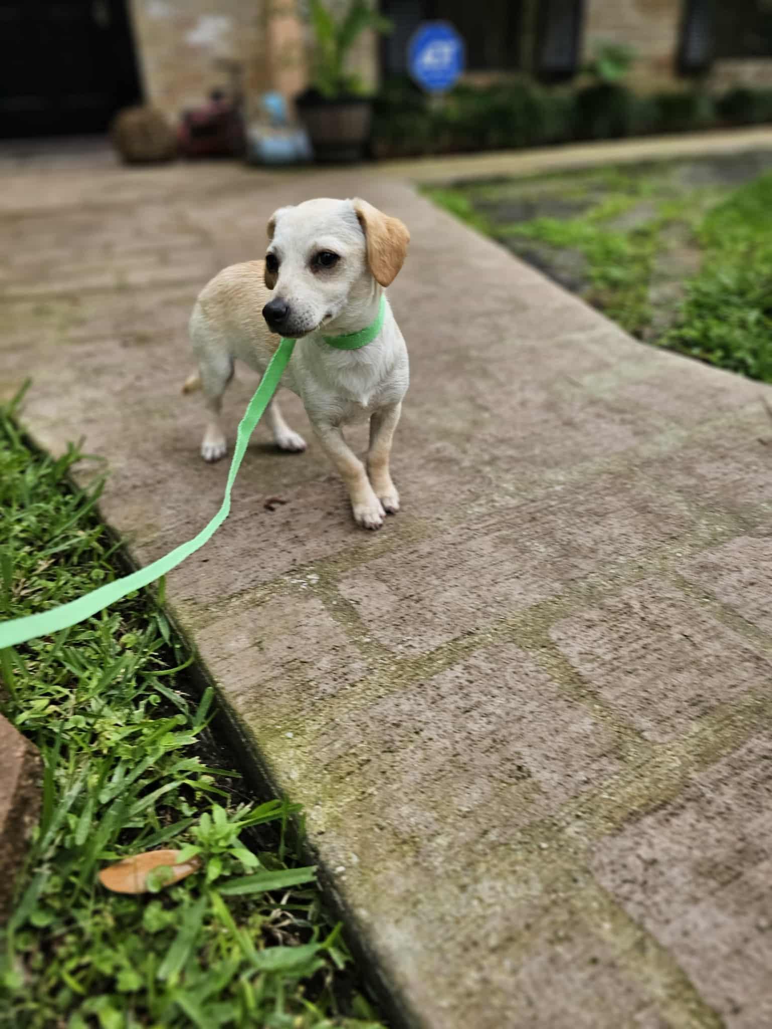 Enlarge Minnie, a Adoptable mixed breed in COVINGTON, WA image 2/6