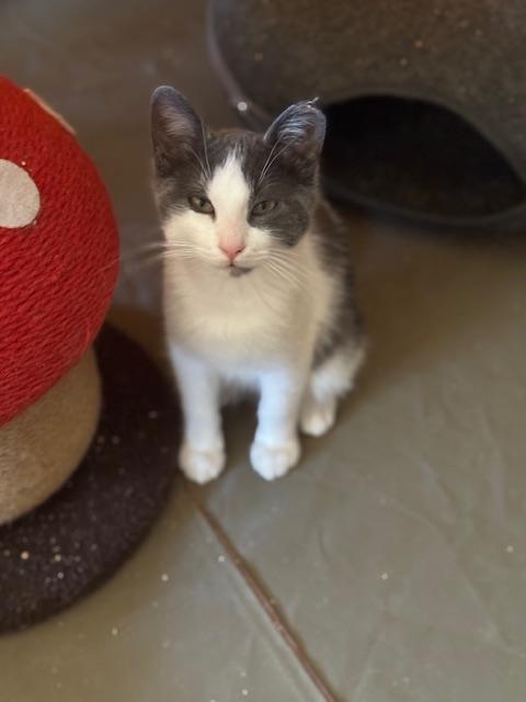 Robin, Adoptable, Young Male Domestic Short Hair.
