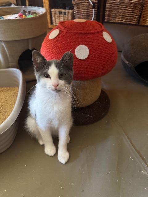 Enlarge Robin, a Adoptable mixed breed in Placerville , CA image 3/5