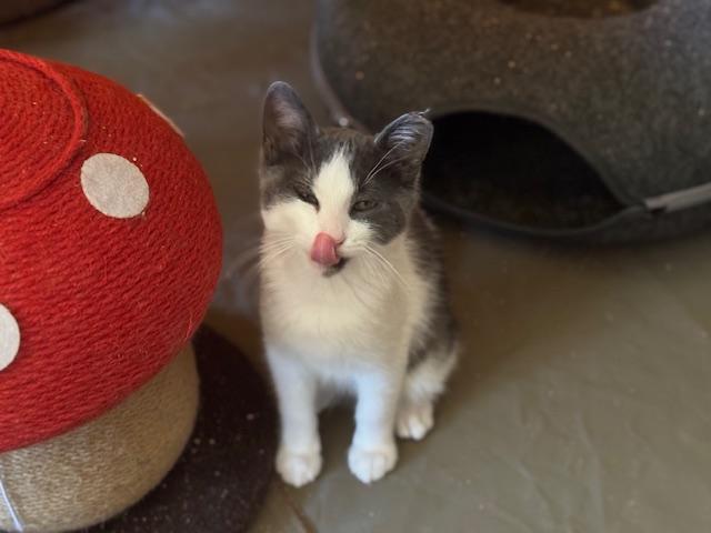 Enlarge Robin, a Adoptable mixed breed in Placerville , CA image 4/5