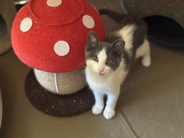 Enlarge Robin, a Adoptable mixed breed in Placerville , CA image 5/5