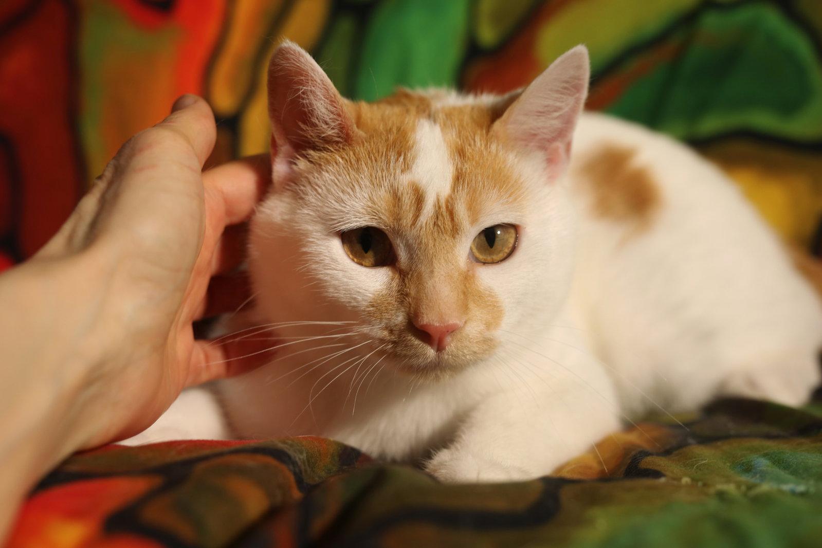 Enlarge Adder, a Adopted Domestic Short Hair in New Prague, MN image 1/1