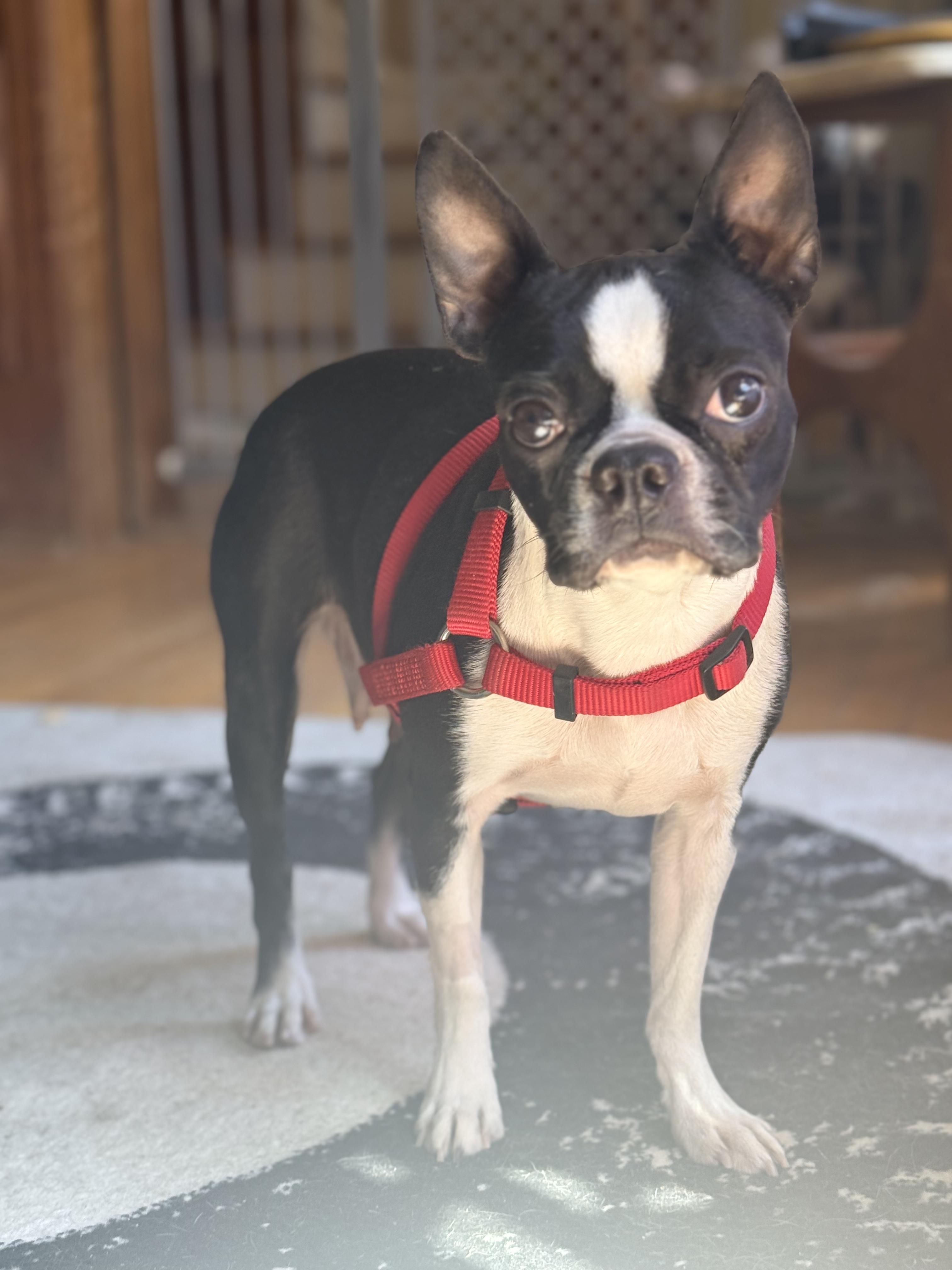 Enlarge Keesha in MO, a ADOPTABLE Boston Terrier in St Louis, MO image 5/6