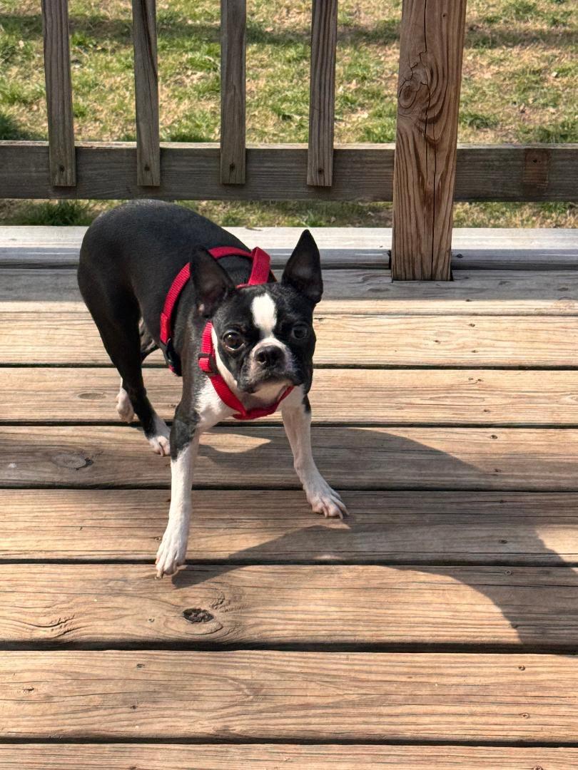 Enlarge Keesha in MO, a ADOPTABLE Boston Terrier in St Louis, MO image 3/4