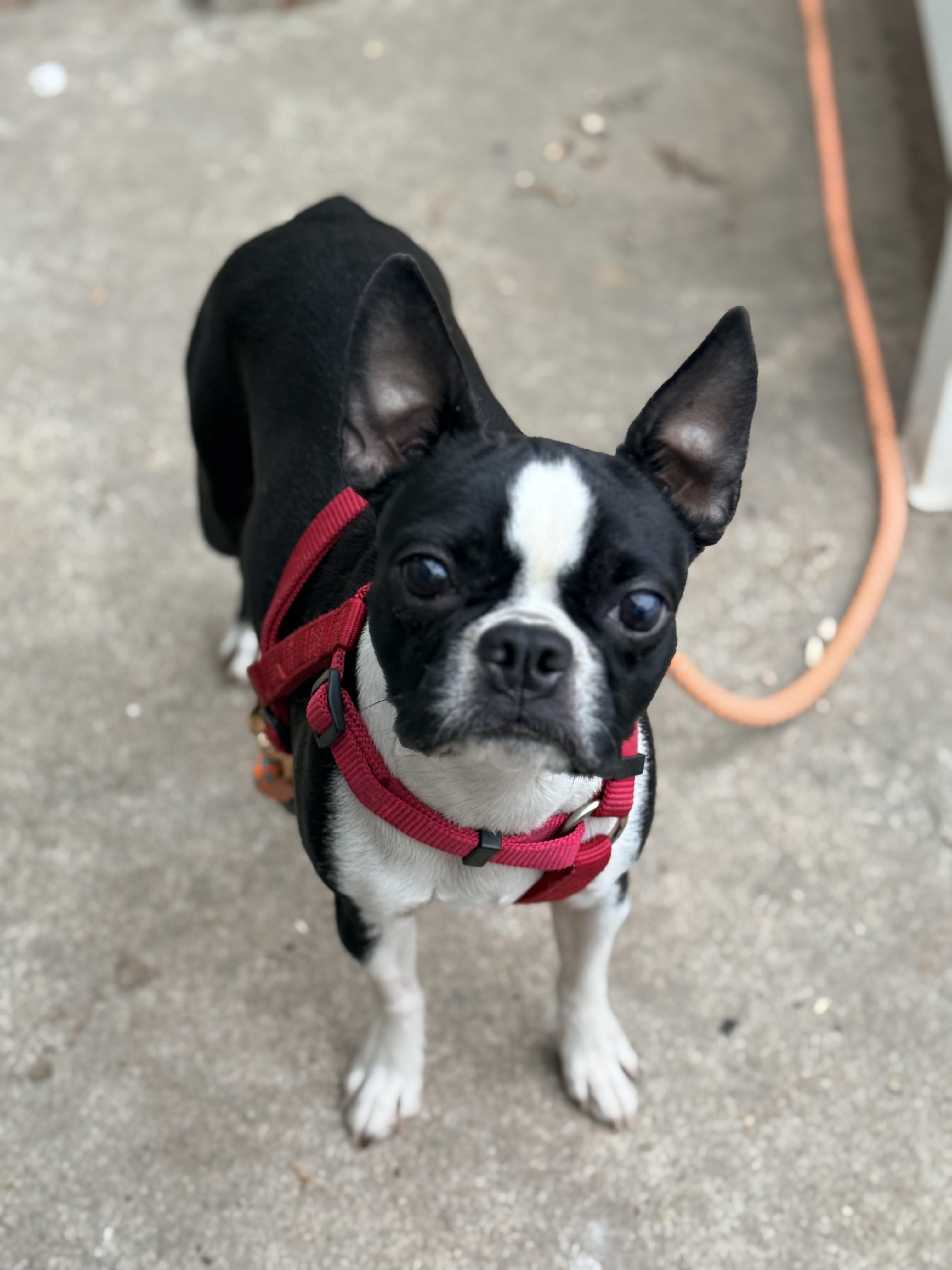 Keesha in MO, ADOPTABLE, Adult Female Boston Terrier.