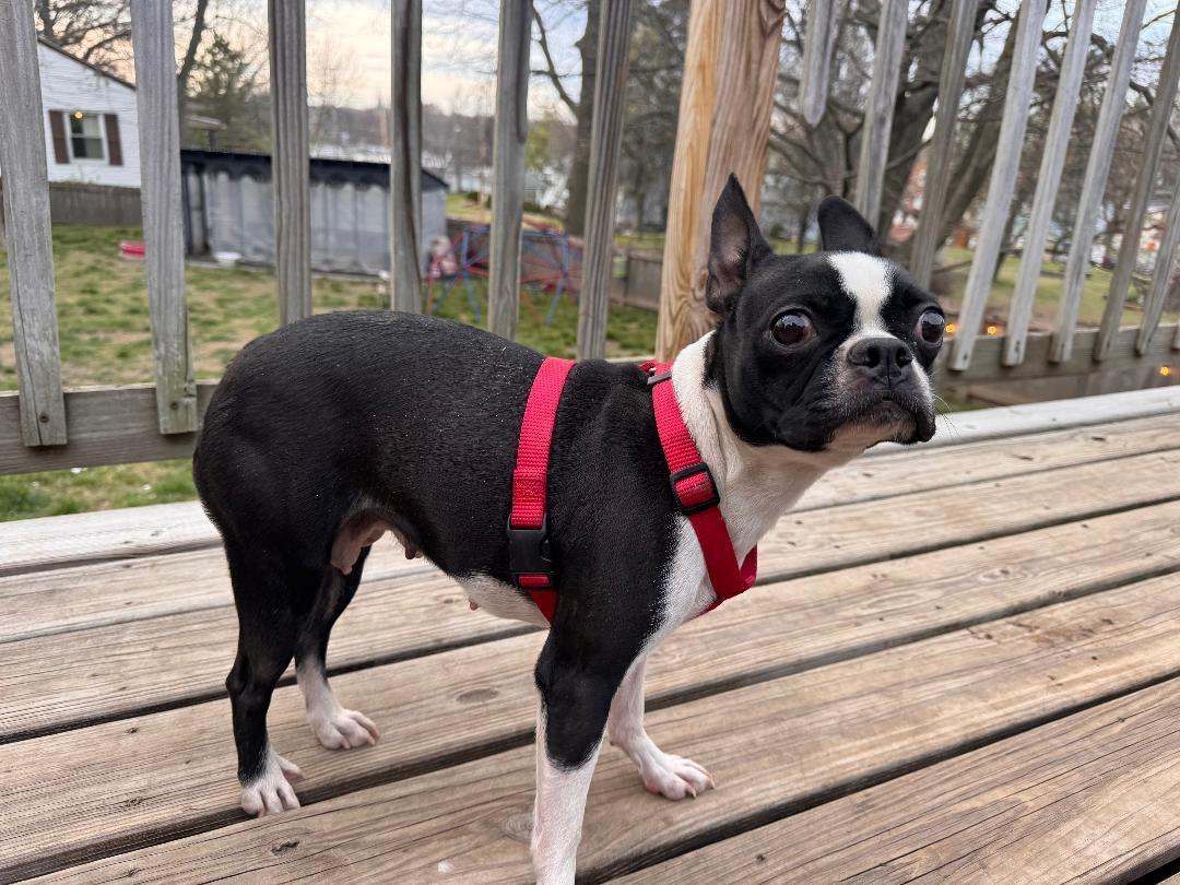 Enlarge Keesha in MO, a ADOPTABLE Boston Terrier in St Louis, MO image 2/4