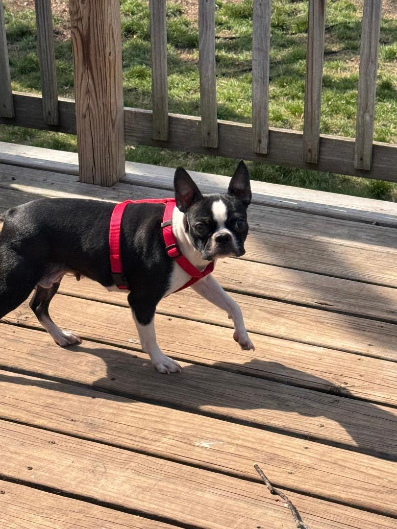 Enlarge Keesha in MO, a ADOPTABLE Boston Terrier in St Louis, MO image 4/4