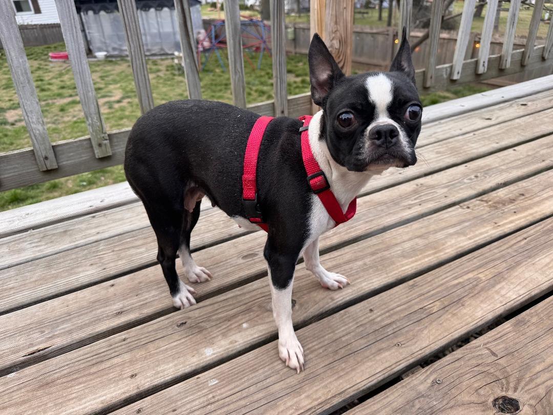 Enlarge Keesha in MO, a ADOPTABLE Boston Terrier in St Louis, MO image 1/4
