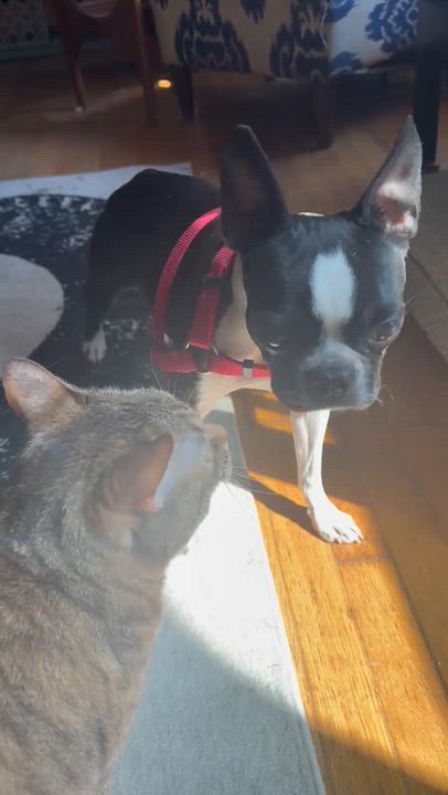 Enlarge Keesha in MO, a ADOPTABLE Boston Terrier in St Louis, MO video 6/6