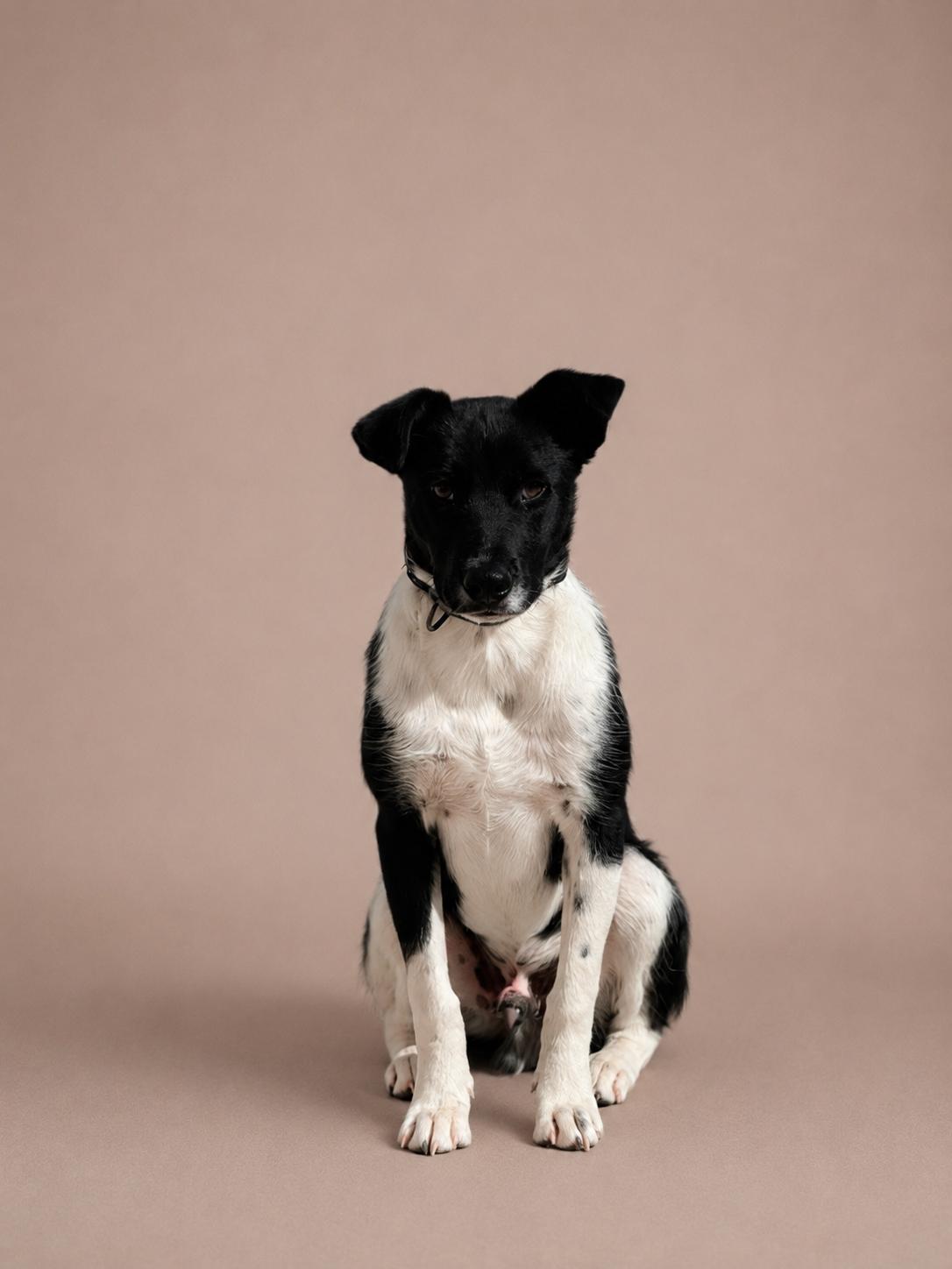 Snoopy, Adoptable, Puppy Male Border Collie.