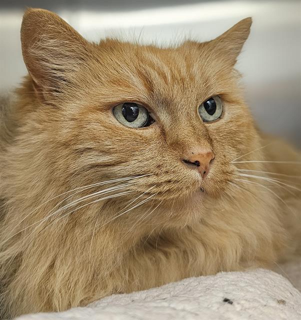CHIP, Adoptable, Senior Female Domestic Long Hair.