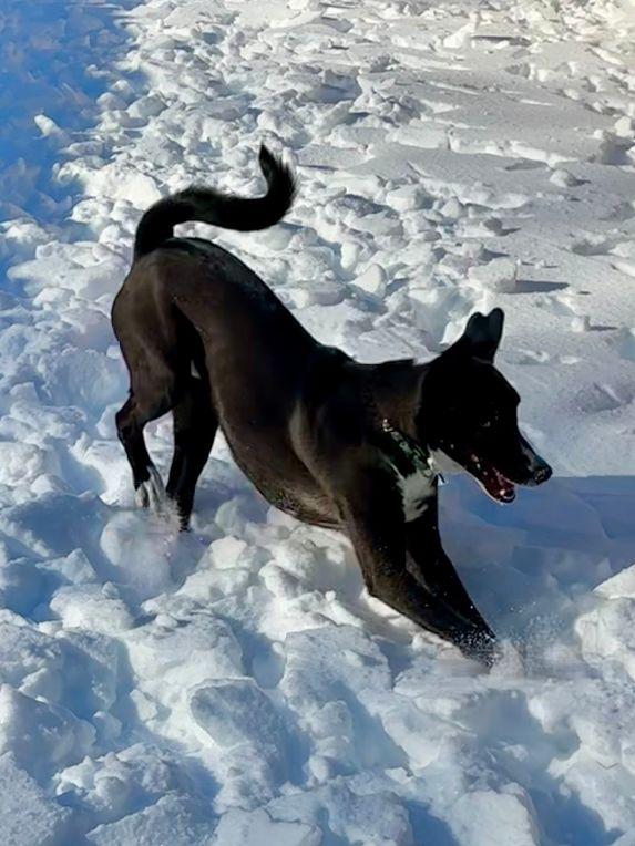 Enlarge Winston, a Adoptable mixed breed in Boiling Springs, PA image 2/6