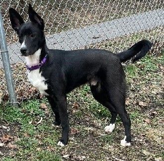 Enlarge Winston, a Adoptable mixed breed in Boiling Springs, PA image 4/6