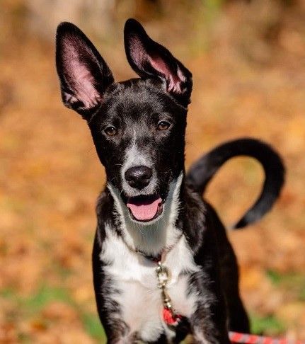 Enlarge Winston, a Adoptable mixed breed in Boiling Springs, PA image 5/6