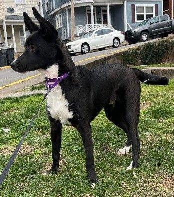Enlarge Winston, a Adoptable mixed breed in Boiling Springs, PA image 6/6