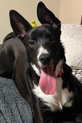 Winston, Adoptable, Young Male Border Collie & Shepherd.