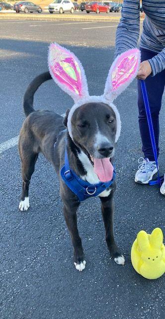 Enlarge Winston, a Adoptable mixed breed in Boiling Springs, PA image 3/6