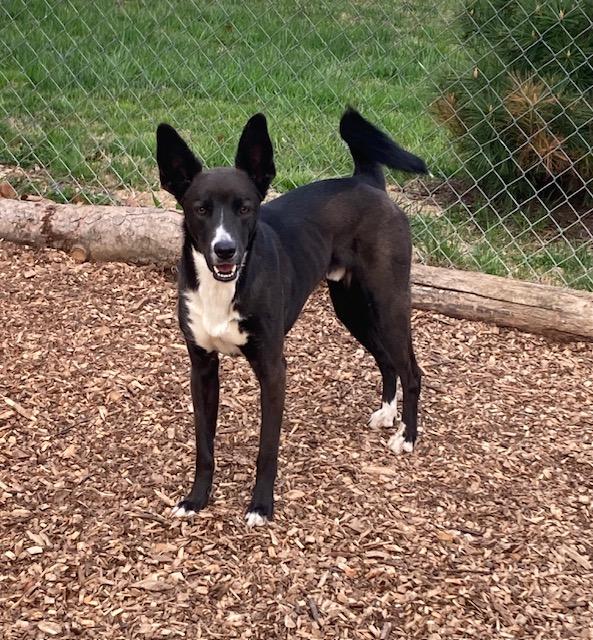 Enlarge Winston, a Adoptable mixed breed in Boiling Springs, PA image 3/6