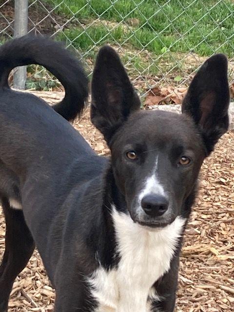 Enlarge Winston, a Adoptable mixed breed in Boiling Springs, PA image 2/6