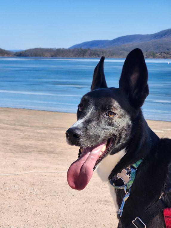 Winston, Adoptable, Young Male Mountain Cur & Boxer.