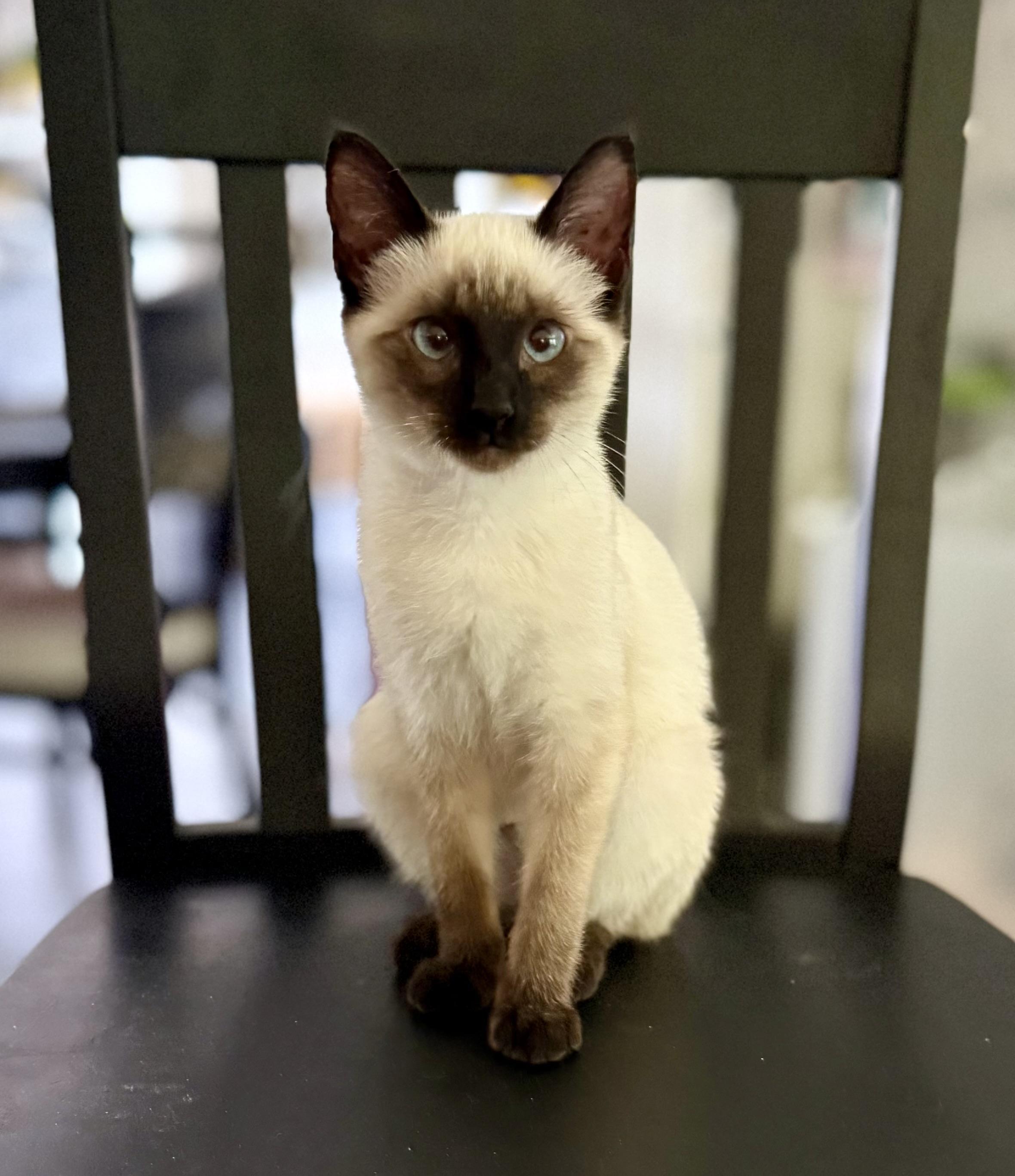 Enlarge Bailey, a ADOPTABLE Siamese in Jacksonville, AR image 1/1