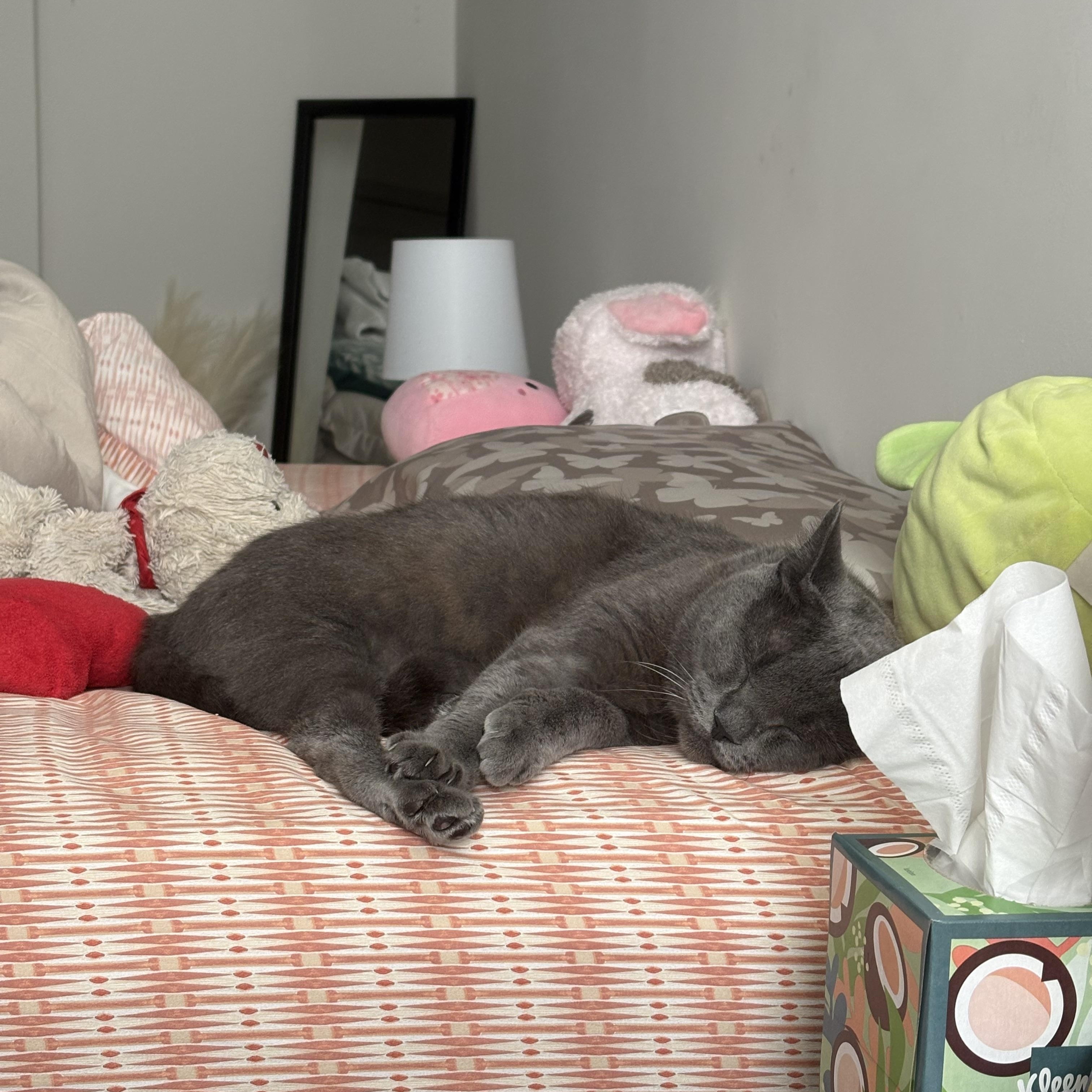 Enlarge Pillow, a ADOPTABLE American Shorthair in Wilmington, NC image 3/4