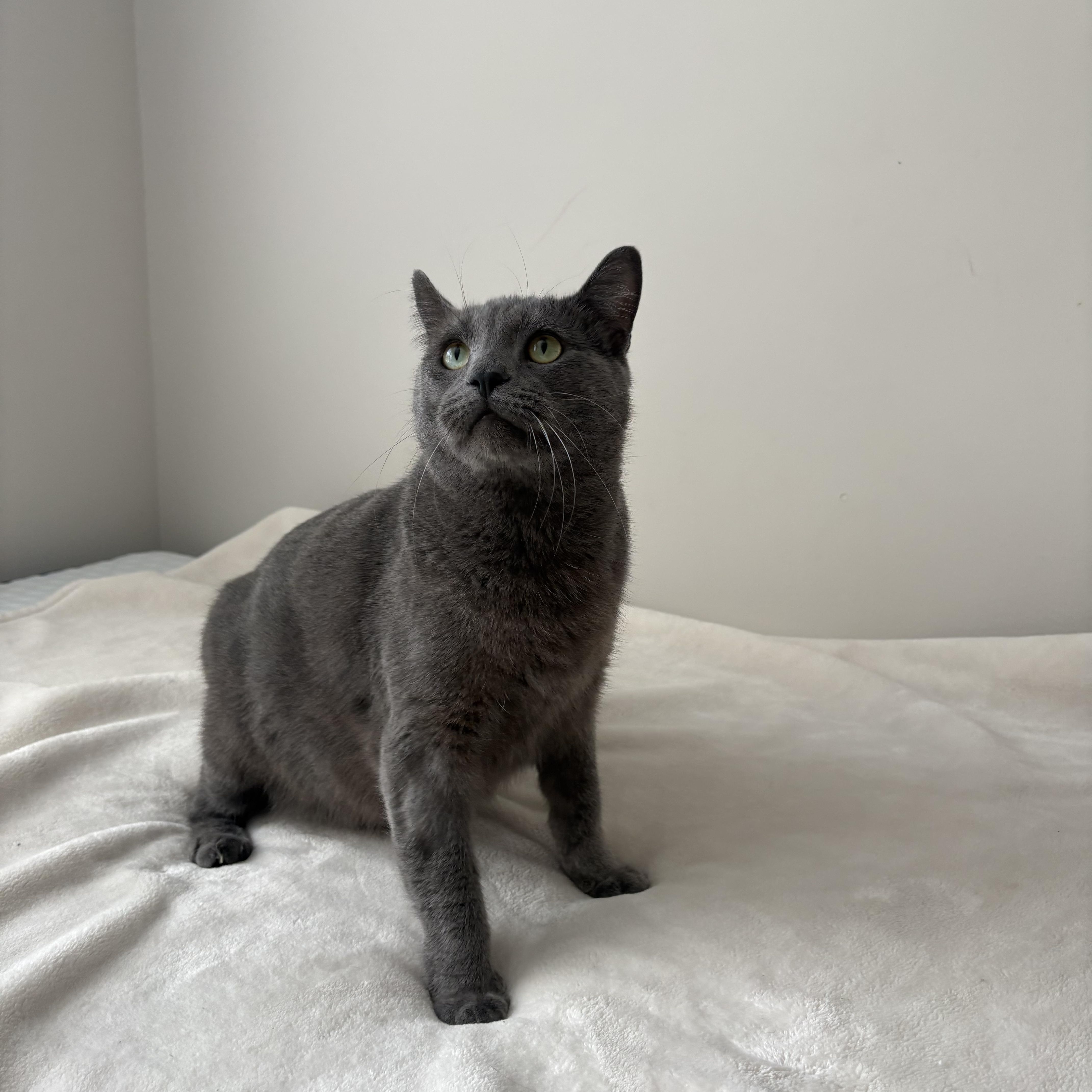 Enlarge Pillow, a ADOPTABLE American Shorthair in Wilmington, NC image 4/4
