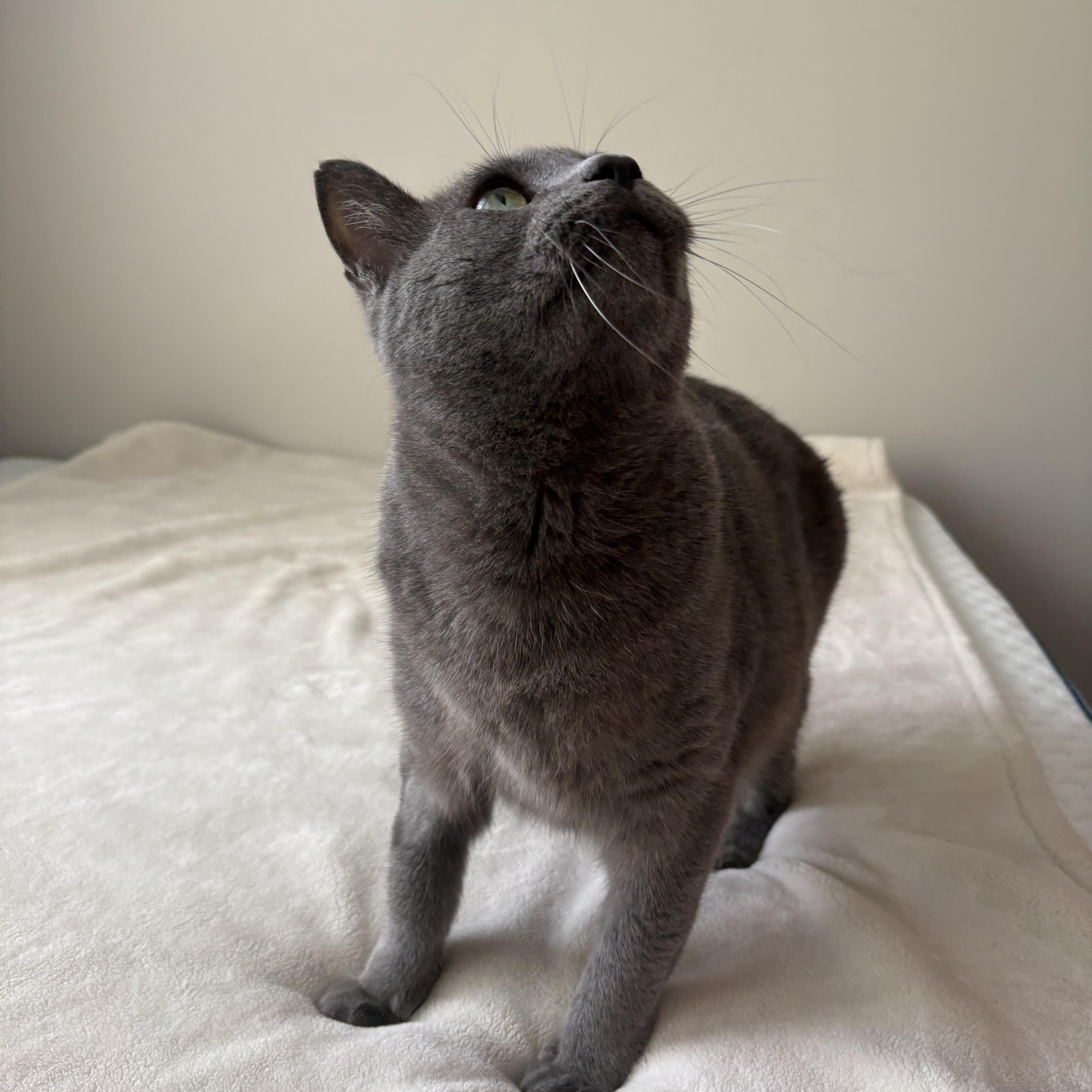 Enlarge Pillow, a ADOPTABLE American Shorthair in Wilmington, NC image 2/4