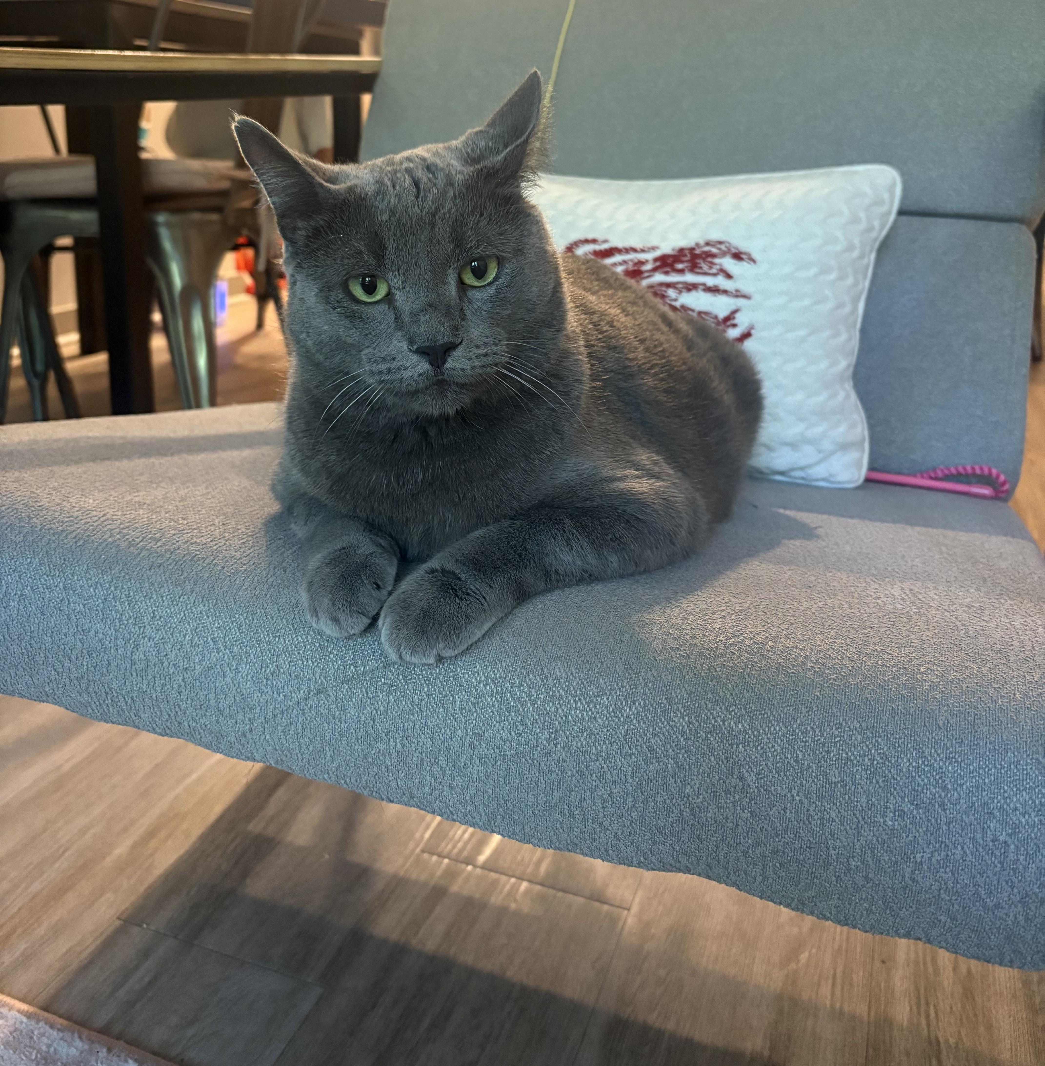 Enlarge Pillow, a ADOPTABLE American Shorthair in Wilmington, NC image 1/4