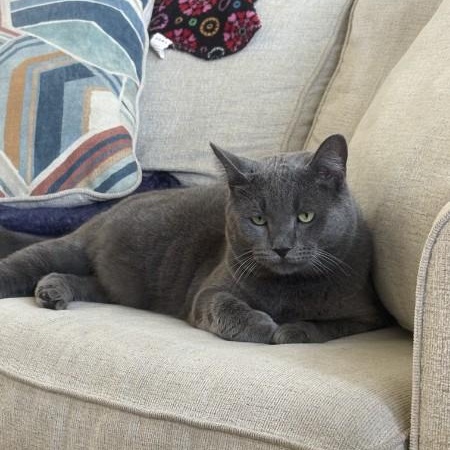 Enlarge Pillow, a Adoptable American Shorthair in Wilmington, NC image 1/6