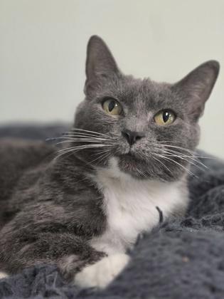 Amira, a Adoptable Domestic Short Hair in Batavia, OH image 1/3