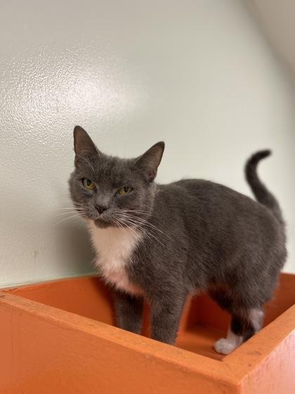 Enlarge Amira, a Adoptable Domestic Short Hair in Batavia, OH image 3/6