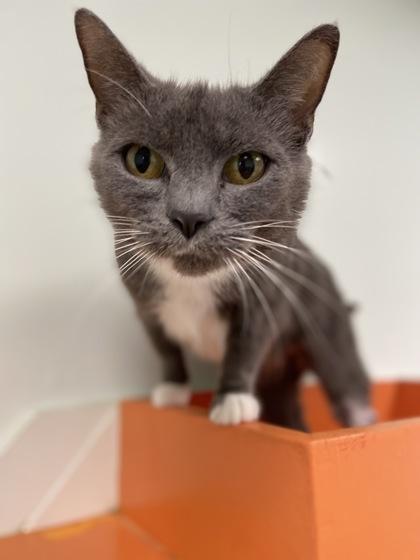 Enlarge Amira, a Adoptable Domestic Short Hair in Batavia, OH image 4/6