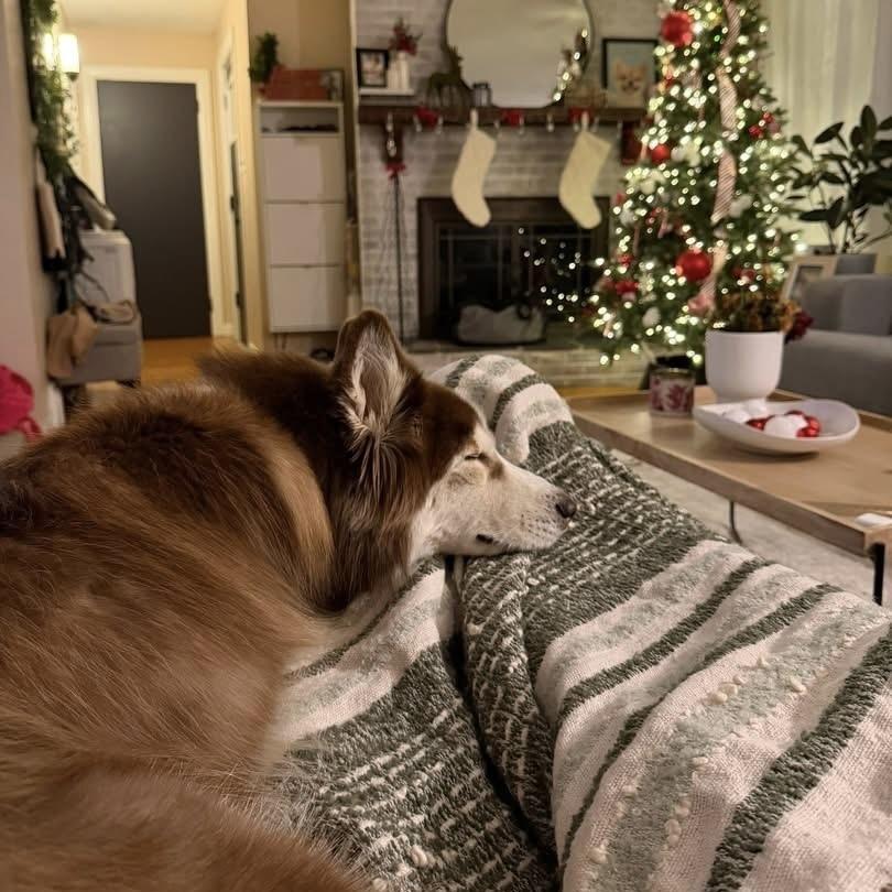 Skye, Adoptable, Adult Female Siberian Husky.