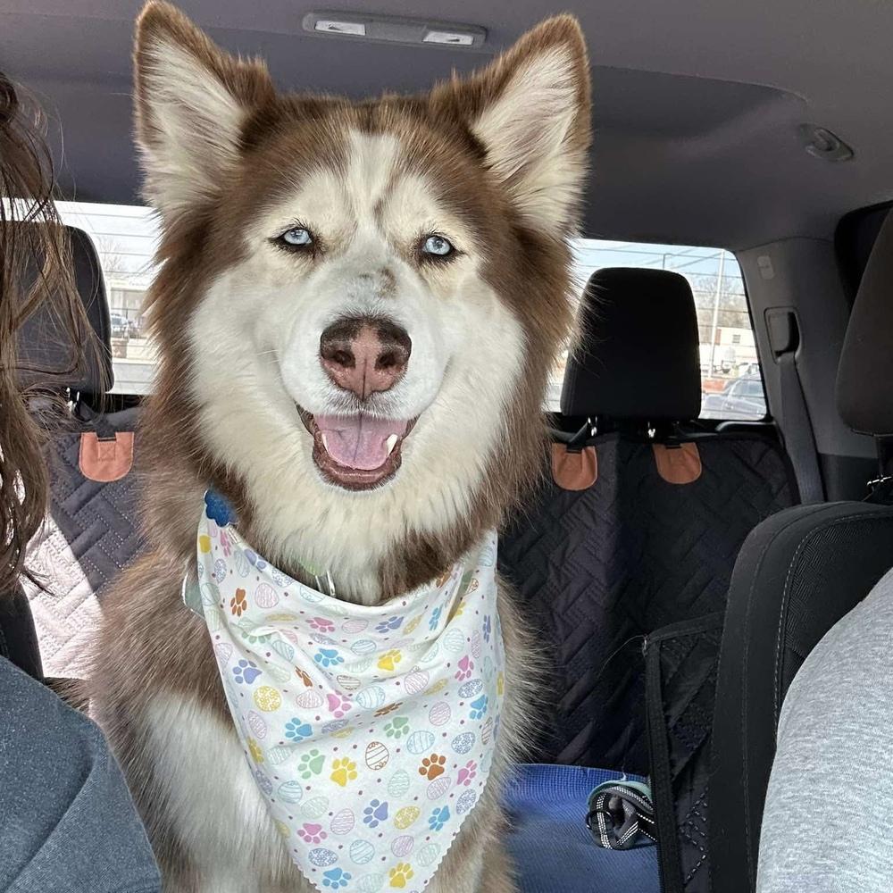 Skye, Adoptable, Adult Female Siberian Husky.